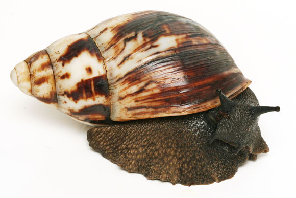 Archachatina marginata marginata Cameroon